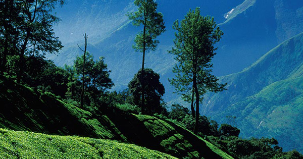 The Misty Trails of Munnar A Group Escape