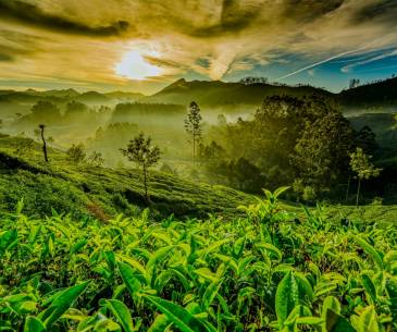 Theni – Thekkady – Suruli Falls – Theni: 2+2 With Luxury 40-Seater Coach Tour (2 Nights / 3 Da