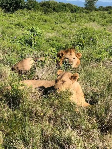 Masai Mara 4 Days Package