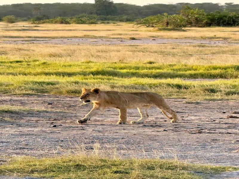 Masai Mara 4 Days Package