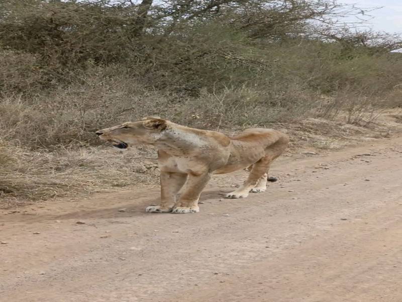 Masai Mara 4 Days Package