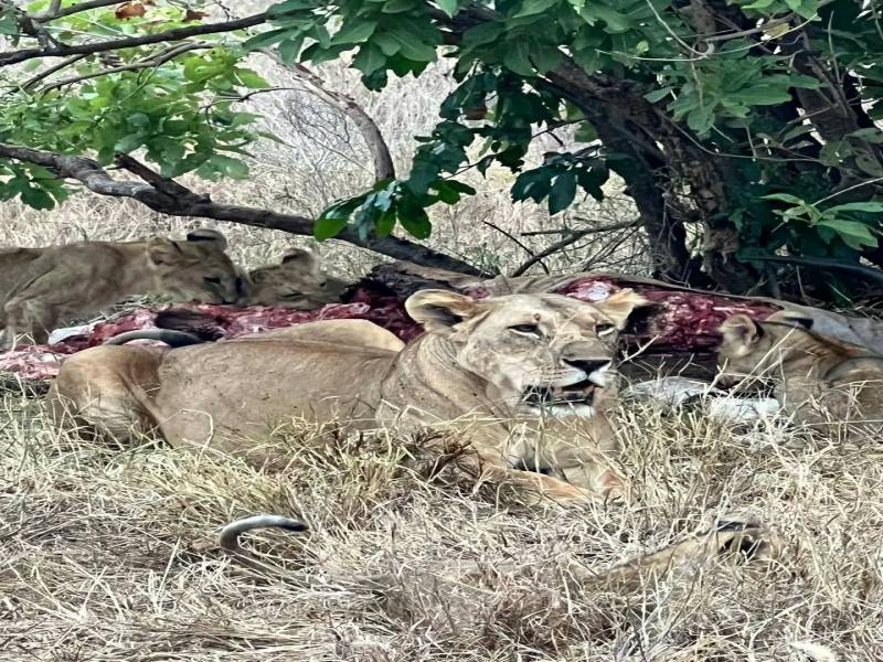 Masai Mara 4 Days Package