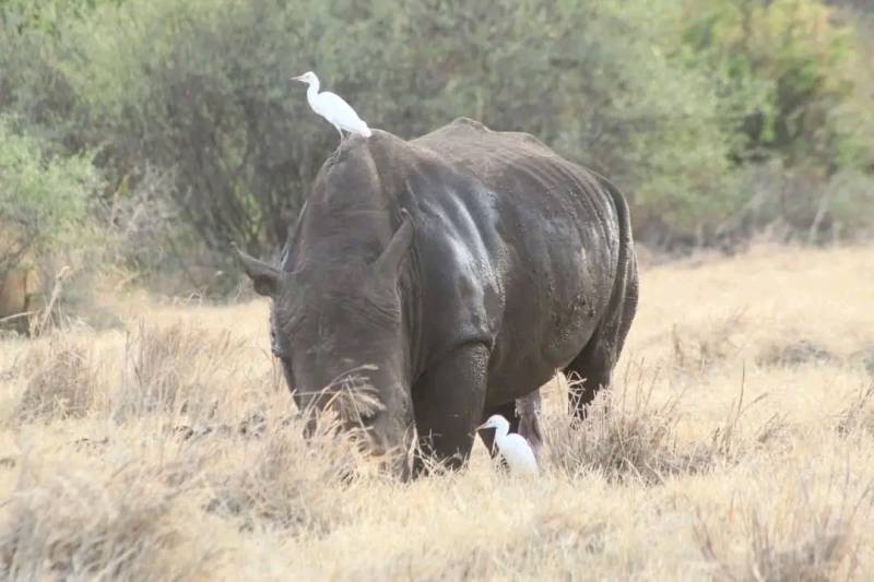 4 Days Safari Lake Nakuru