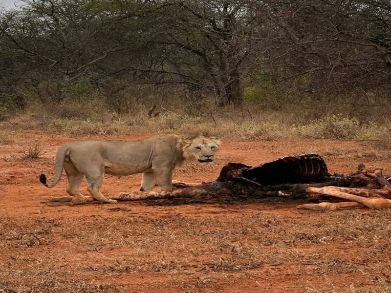 4 Days Safari Lake Nakuru
