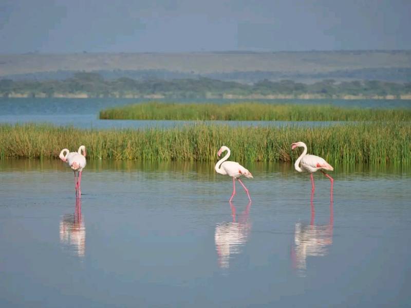 4 Days Safari Lake Nakuru