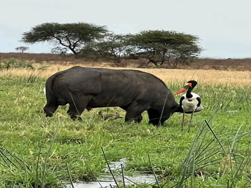 4 Days Safari Lake Nakuru