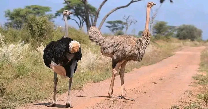 Masai Mara 4 Days Package