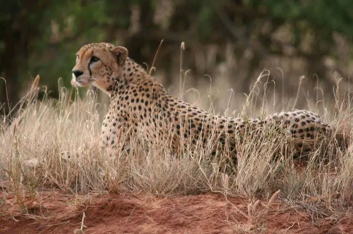 Masai Mara 4 Days Package