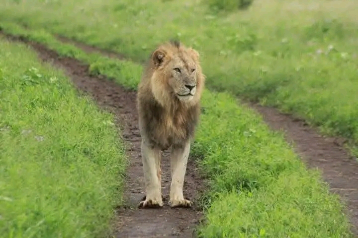 Masai Mara 4 Days Package