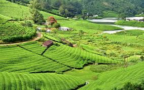 Supreme Luxury Group Escape Madurai to Munnar Tour by 45 Seater Coach