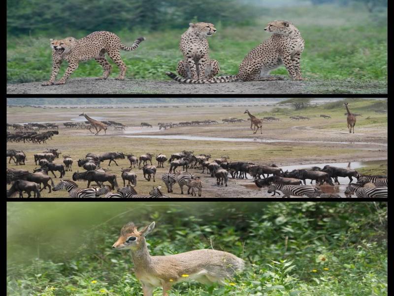 3 Nights  4 Days Maasai Mara Game Reserve Ballon Safari