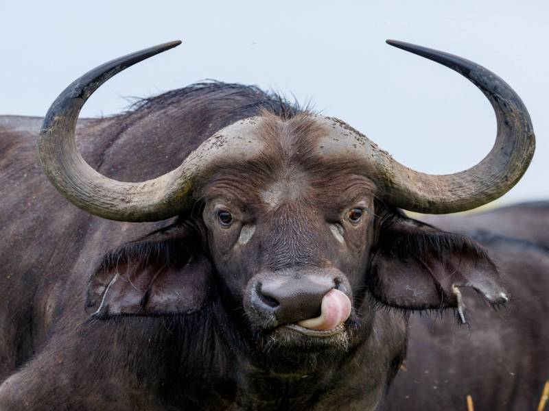 3 Nights  4 Days Maasai Mara Game Reserve Ballon Safari