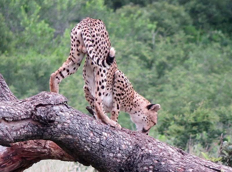 3 Nights  4 Days Maasai Mara Game Reserve Ballon Safari