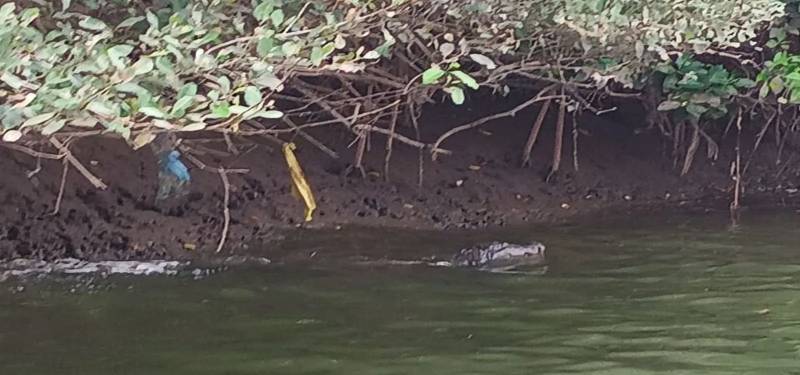 One Day Crocodile Trip In Goa Image