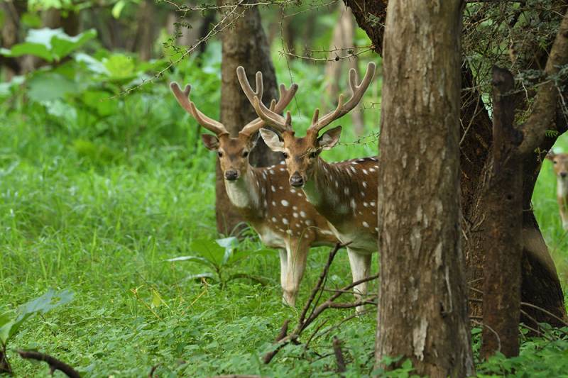 Dwarka - Somnath - Sasan Gir Tour Package