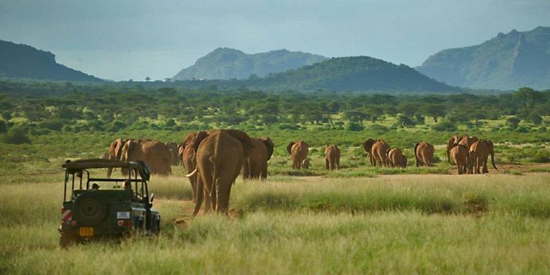 6-Day Love Among Giants - A Private Tanzanian Safari Tour
