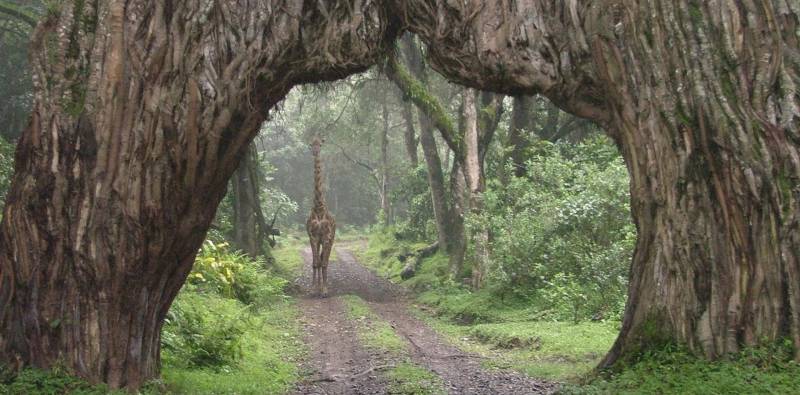 8 Days Ultimate Tanzania Safari Tour