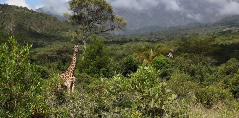 6 Days Tanzania Camping Safari Tour