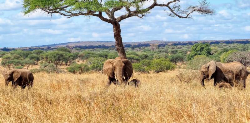 9 Days Serengeti Wildebeest Migration Safari Tour Image
