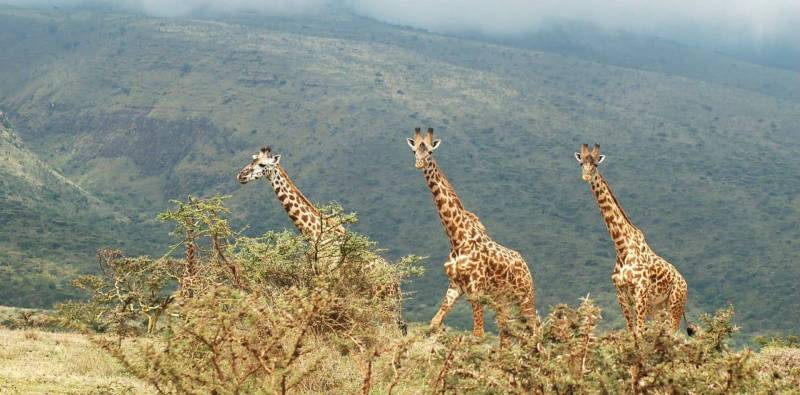 3 Days Zanzibar To Northern Tanzania Safari Tour Image