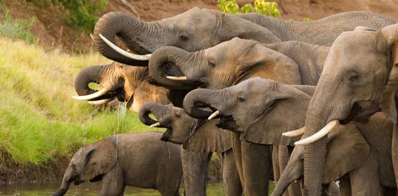 5 Days Zanzibar To Northern Tanzania Safari Tour Image