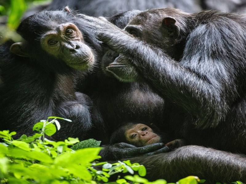 4-Day Gombe National Park Chimpanzee Trekking Safari