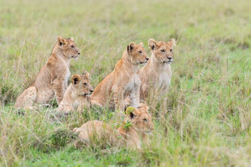 9 Days Serengeti Wildebeest Migration Safari