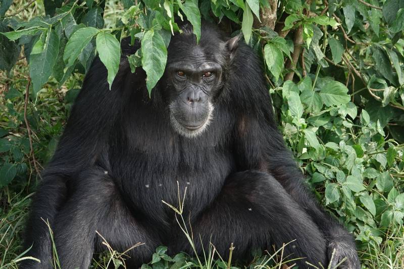 4-Day Gombe National Park Chimpanzee Trekking Safari