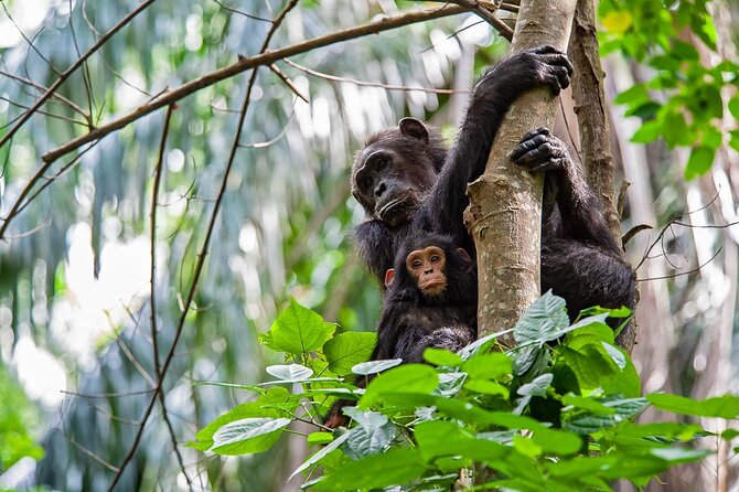 4-Day Gombe National Park Chimpanzee Trekking Safari
