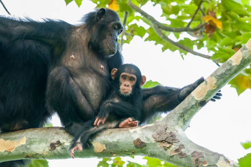 4-Day Gombe National Park Chimpanzee Trekking Safari