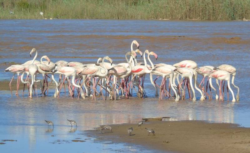 8 Days Tanzania Birding Safari Tour