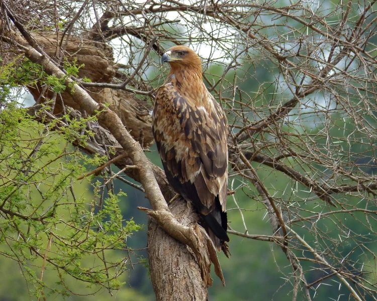 8 Days Tanzania Birding Safari Tour