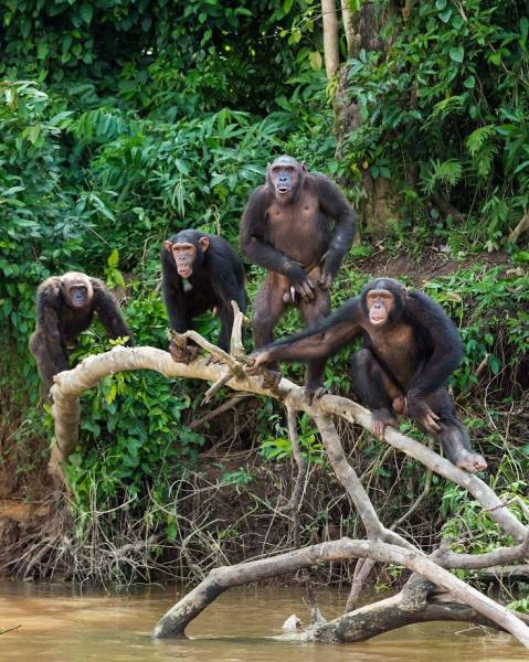 8 Days in Mahale Mountains Adventure & Luxury