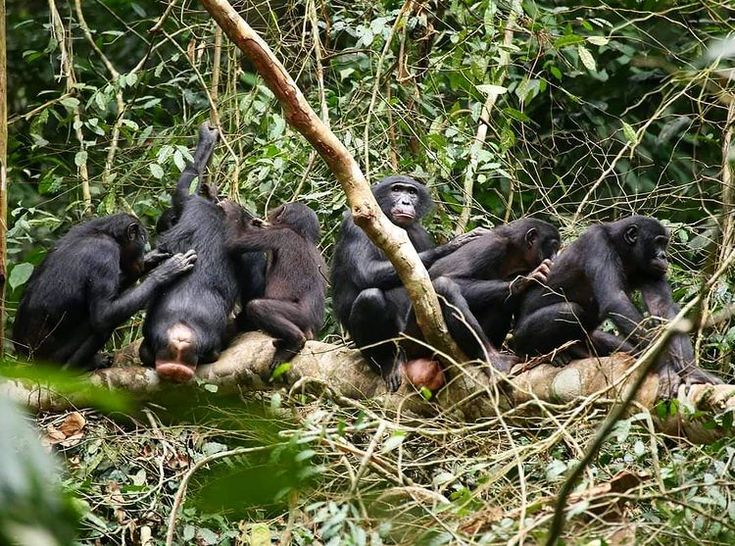 5-Day Mahale Mountain Chimpanzee Trekking Safari