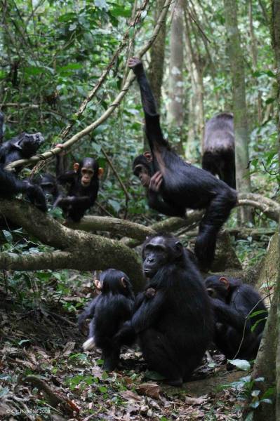 5-Day Mahale Mountain Chimpanzee Trekking Safari