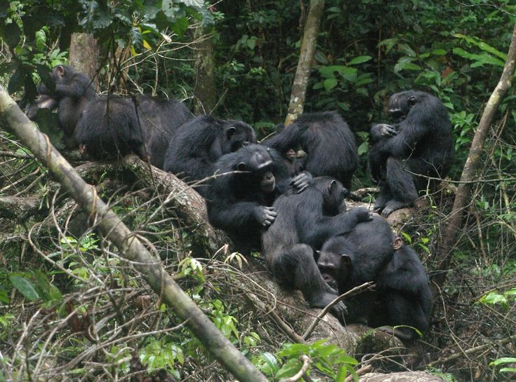5-Day Mahale Mountain Chimpanzee Trekking Safari