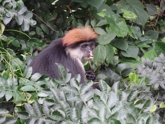 8 Days in Udzungwa Mountains