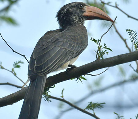 8 Days in Udzungwa Mountains