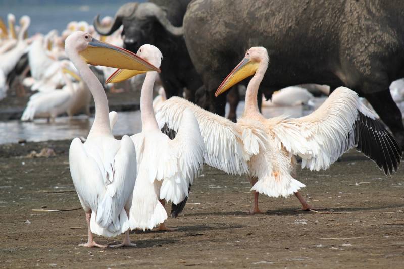 8 Days Tanzania Birding Safari Tour