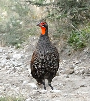 8 Days Tanzania Birding Safari Tour