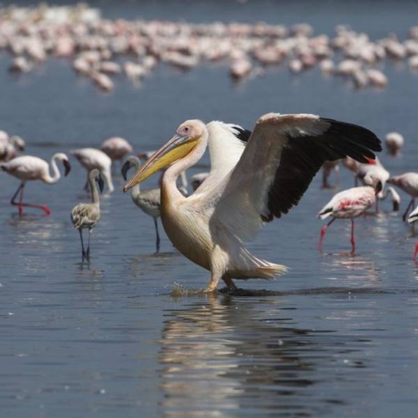 8 Days Tanzania Birding Safari Tour