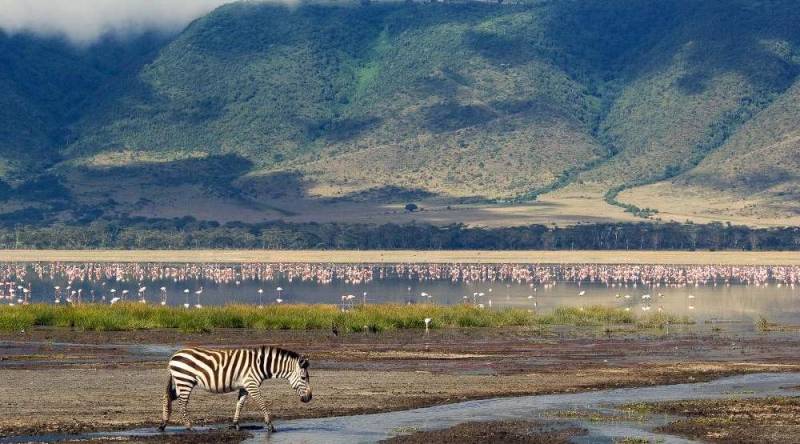 5 Days Tanzania Lodge Safari Tour