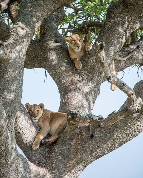 5 Days Tanzania Lodge Safari Tour