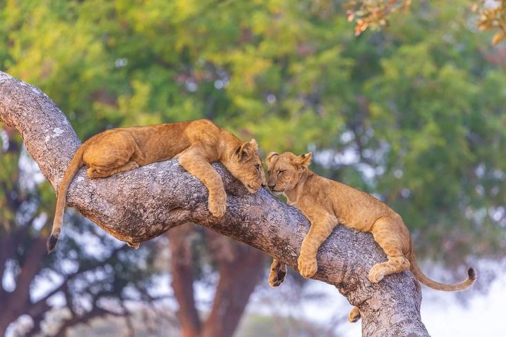 5 Days Tanzania Lodge Safari Tour