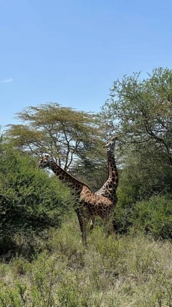8 Days Tanzania Big Five Safari