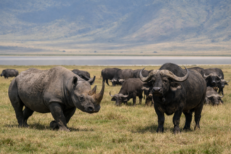 8 Days Tanzania Big Five Safari