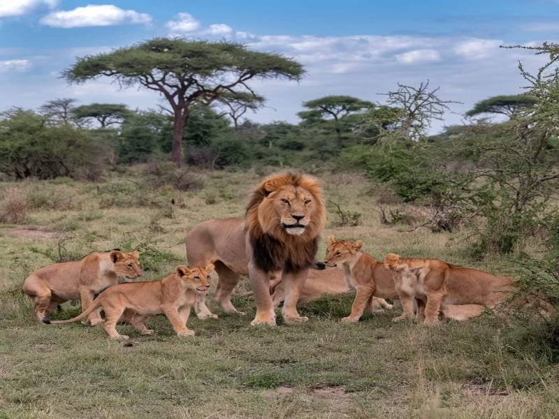 8 Days Tanzania Big Five Safari