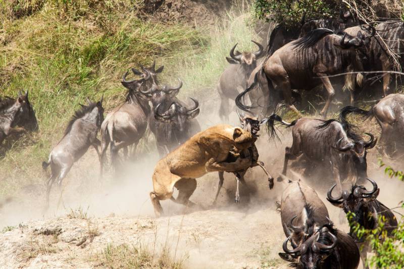 9 Days Serengeti Wildebeest Migration Safari