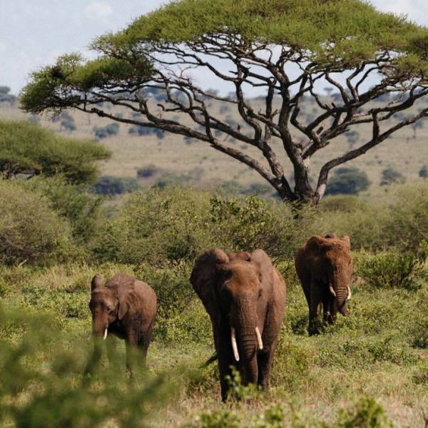 9 Days Serengeti Wildebeest Migration Safari