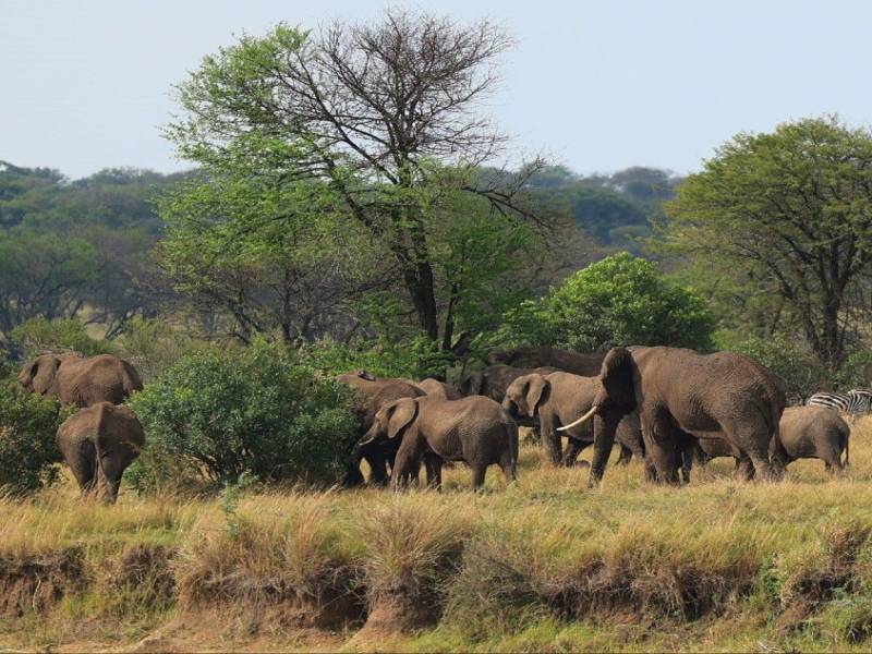 10 Days Ultra-Luxury Tanzania Safari Tour